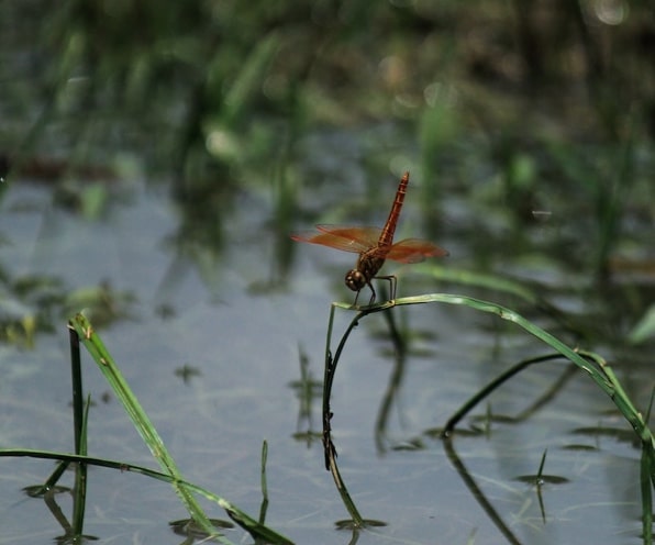 Sustainable landscaping and bio-pond at KMB Properties development